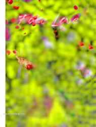 Fake love CB Background download