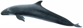 False Killer Whale  png