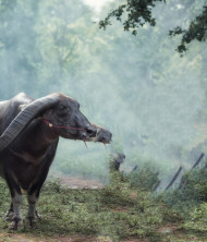 Farmer hd editing background