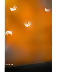 Feathers cb background by totalpng