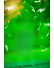 Feathers cb background free download