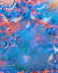 Feathers full hd cb editing background