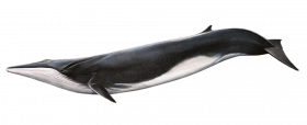 fin whale png by  totalpng