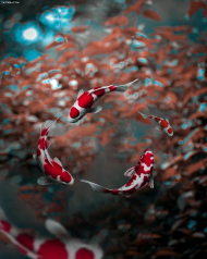 Fish manipulation hd editing background