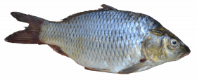 fish png image   hd png