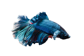 Fish transparent PNG