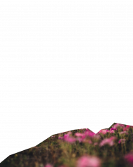 Flower cut png images