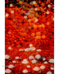 Flowers cb editing background