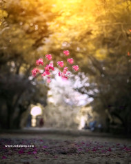 Flowers cb editing backgrounds