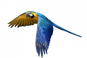 Fly Parrot Blue Macaw Bird Wing Sky png