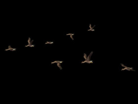 Flying bird evening png