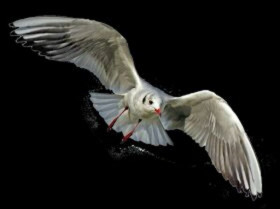 Flying bird png