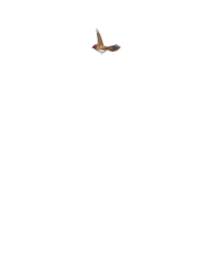 Flying Bird PNG Transparent Picture