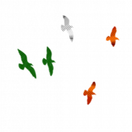 Flying birds png image