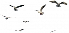 Flying birds PNG Transparent Images Free Download