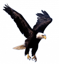 flying eagle png image download