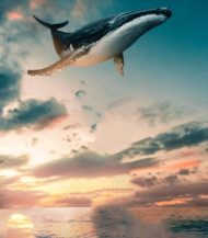 Flying fish editing background