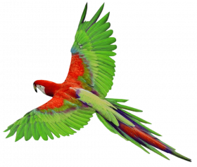 flying green parrot png images download