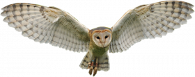 Flying owl hd png