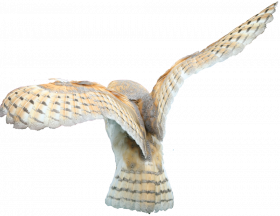 Flying owl owl transparent png