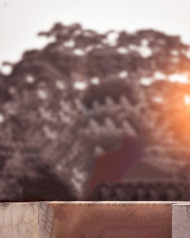 Forest Blur NSB Pictures Background Download   1080x1350 (1)