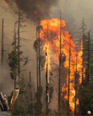 forest fire hd editing background