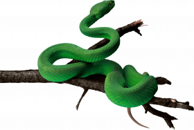 Forest green snake png  (