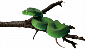 Forest green snake png  (2)