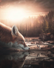 Fox  editing background