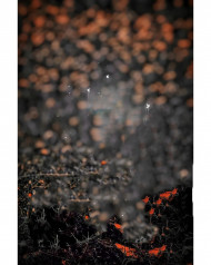 Free Cb edit background Autodesk