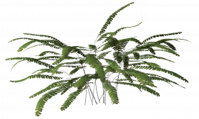Free Grass PNG Images With Transparent Background