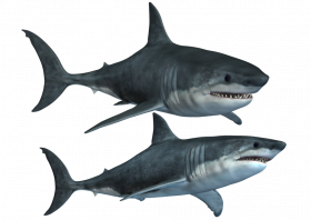 Free shark png hd