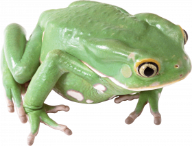 frog png image