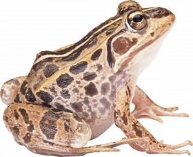 frog png image   hd png
