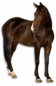 Full back Horse transparent png