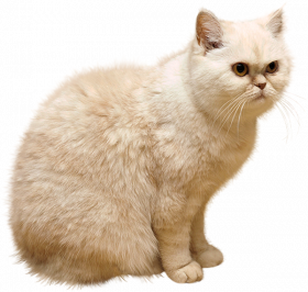 Full Cat Png Transparent Background