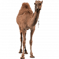 Full hd camel png