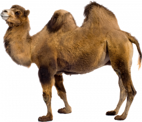 Full hd Camel png image with transparent background