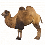 Full hd camel transparent background
