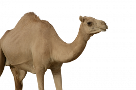 Full hd clipart transparent camel png