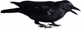 Full hd Crow png transparent background