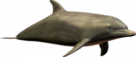 Full hd dolphin png