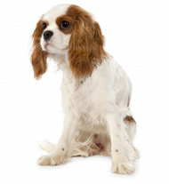 German shepherd dog picsart transparent background dog png (3)