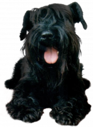German shepherd dog picsart transparent background dog png (4)