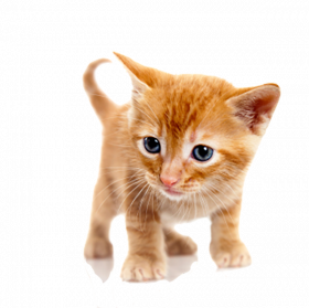 Ginger Cat Lazing Png Image Transparent Background