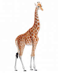 giraffe hd png