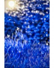 Glowing butterflies cb editing background