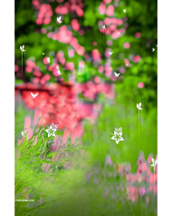 Glowing butterfly cb editing background