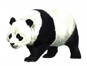 Google Panda transprent png