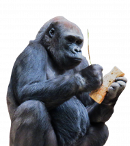 Gorrilla png